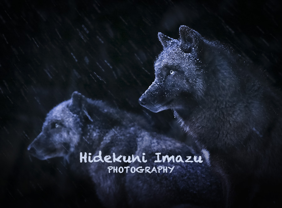 timberwolf